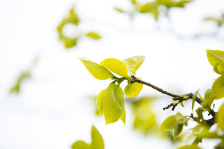Young leaves of persimmon leafの写真素材