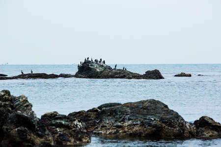 Seabirdの写真素材