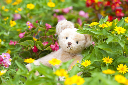 Teddy bear in the flower gardenの写真素材