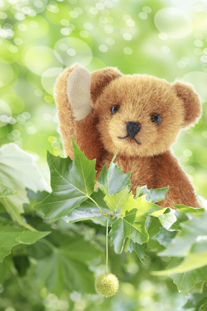Fresh green and teddy bearの写真素材
