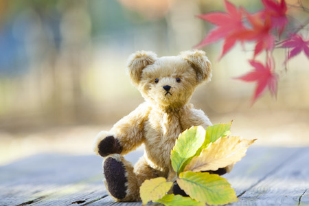 Teddy bearの写真素材