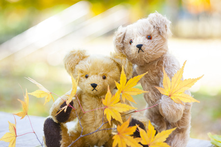 Teddy bears and autumn leavesの写真素材