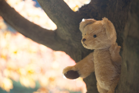 Teddy bearの写真素材