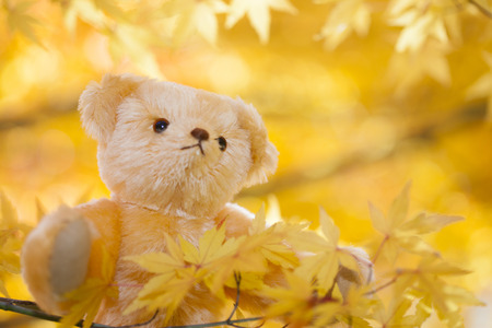 Teddy bears and autumn leavesの写真素材