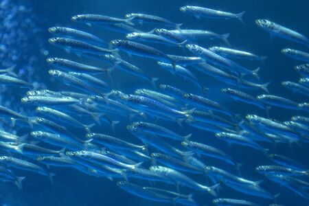 Flocks of the sardineの写真素材