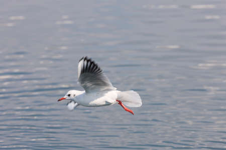 Sea Gull