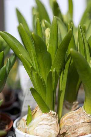 Hyacinth