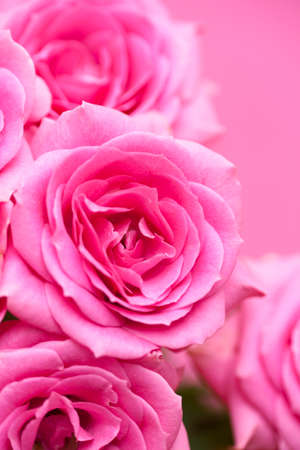 Pink Rosesの写真素材