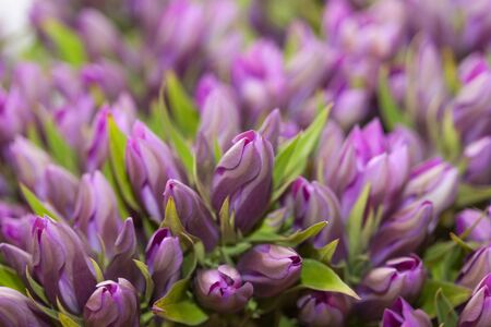 Gentian Samarabu