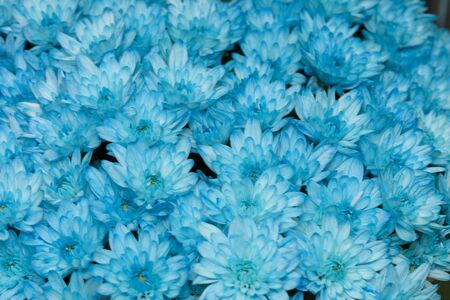 A colored chrysanthemum flowersの写真素材