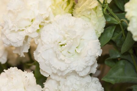 Eustoma grandiflorum