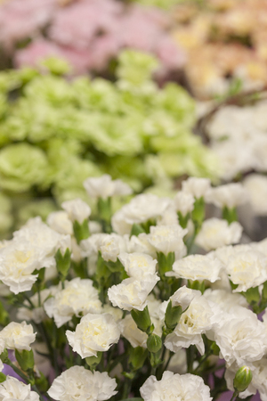 Carnationの写真素材