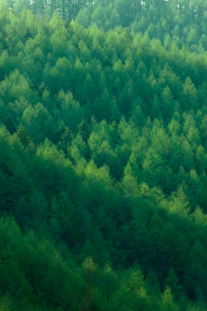 Cedar of fresh green