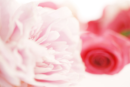 Carnation and roseの写真素材