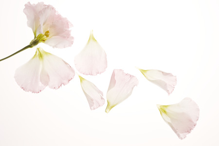 Carnation petalの写真素材