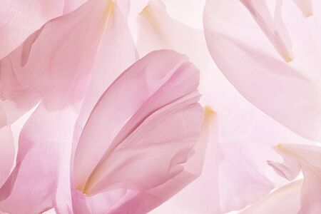 Rose petals