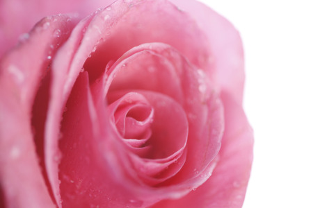 Rose petalsの写真素材