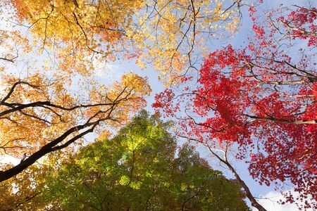 Autumn leaves of Kasagi