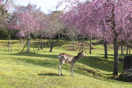 NARA Park and deerの写真素材