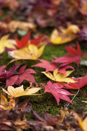 Autumn leaves of Kasagi