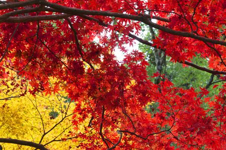 Autumn leaves of Kasagi
