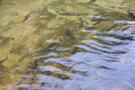 Farm of troutの写真素材