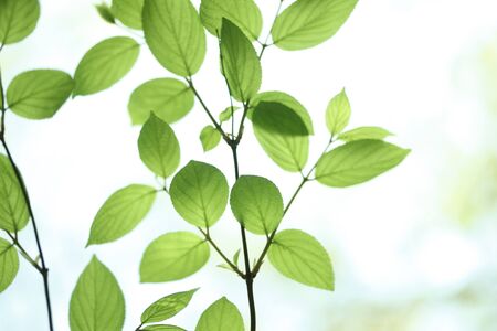 Leaf of the fresh green