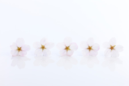 Yoshino cherry treeの写真素材