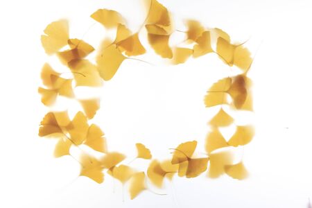 Ginkgo biloba leafの写真素材