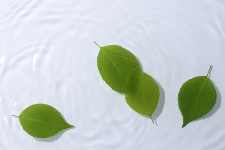 Fresh green leaves floating on waterの写真素材