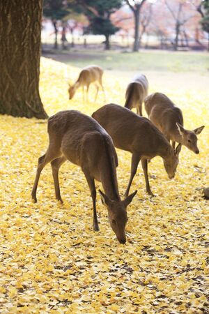 Nara, ginkgo and deerの写真素材
