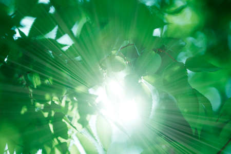 Leaf of the fresh greenの写真素材