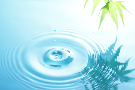 Leaves of maple reflected on the surface of the waterの写真素材