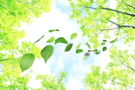 Aoba fall dance and forestの写真素材