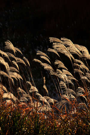 Soni plateau, Naraの写真素材