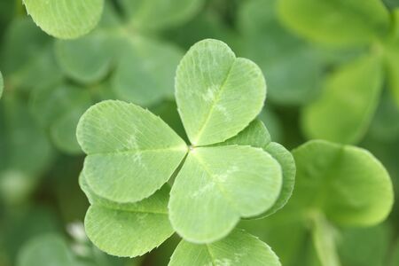 Shamrock