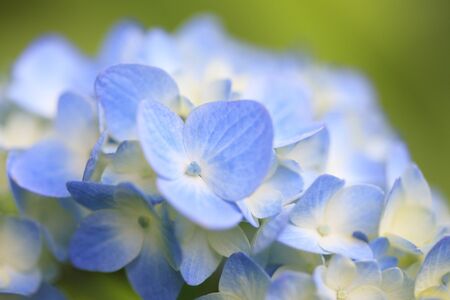 Hydrangea