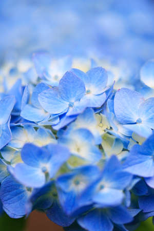Hydrangeaの写真素材