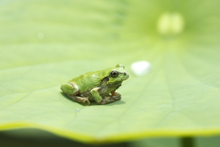 Leaf frog and lotus