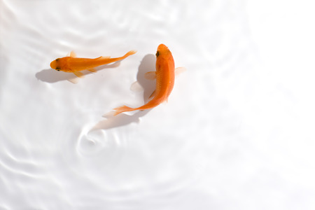 Goldfishの写真素材