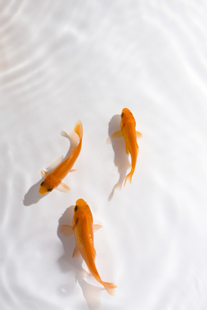 Goldfishの写真素材
