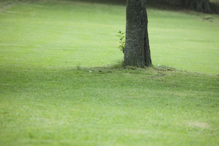 Grass and treesの写真素材