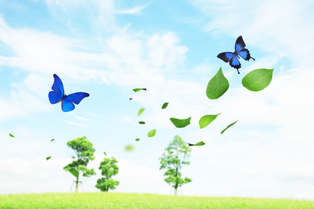 Plants and butterfly