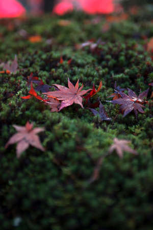 Autumn leaves