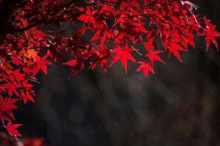 Autumn leavesの写真素材