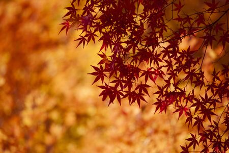 Autumn at Lake Kawaguchi