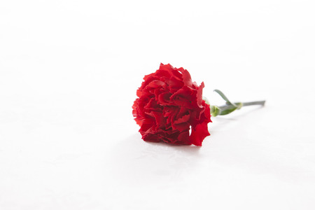 Carnationの写真素材