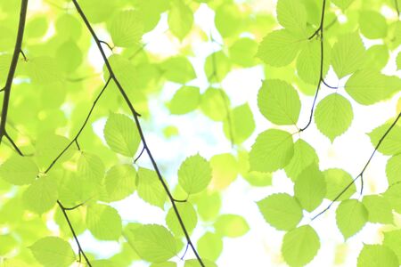 Fresh green trees