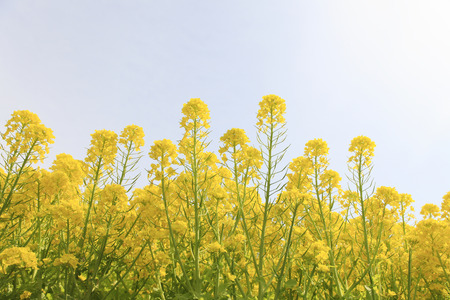 Rape blossoms and a blue sky