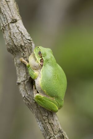 Tree frog in the gardenの写真素材